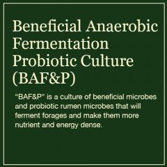 Beneificial Anaerobic Fermentation Probiotic Culture