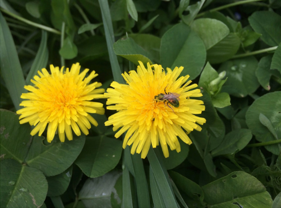 Simple Soil Solutions - pollinator habitat-bees
