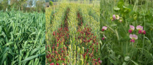 Rye and Pea Cover Crop - Barley and Clover in Rows - Beautiful Pea and Rye Flowers