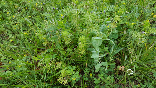 Regenerative Grazing – Are You Doing it Right? - Simple Soil Solutions