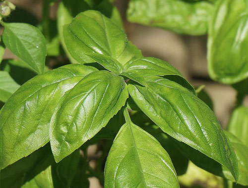 Closeup of basil plant