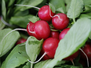 Close of radish - root plant