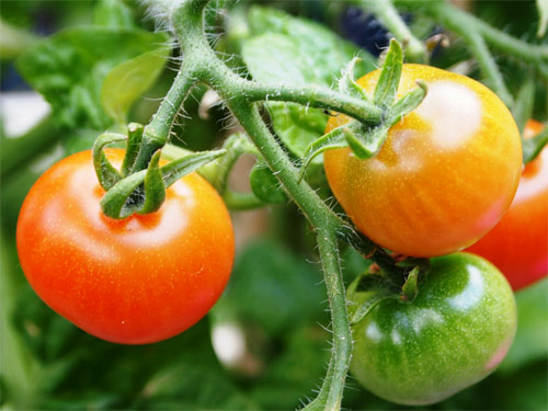 Closeup of tomato plant